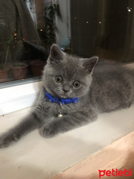British Shorthair, Kedi  Lila fotoğrafı