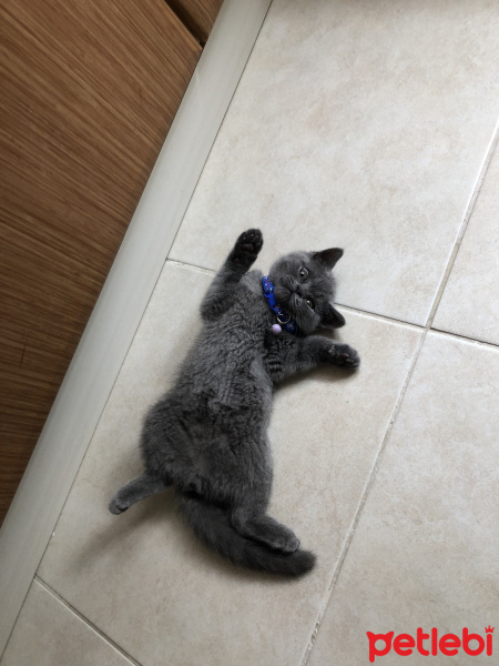 British Shorthair, Kedi  Lila fotoğrafı