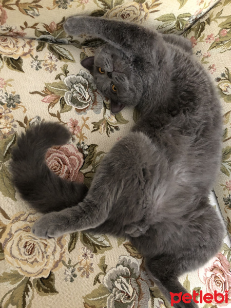 British Shorthair, Kedi  Lila fotoğrafı