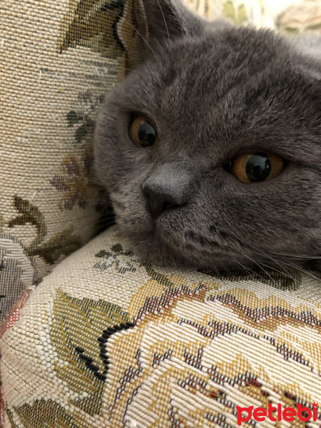 British Shorthair, Kedi  Lila fotoğrafı