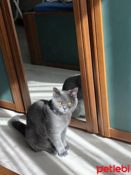 British Shorthair, Kedi  Lila fotoğrafı