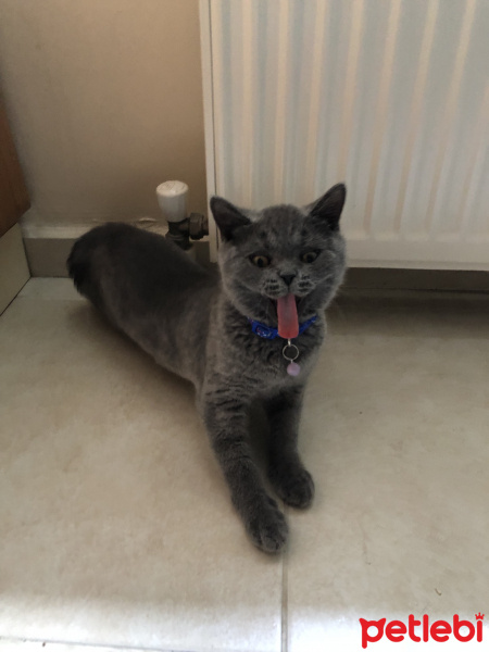 British Shorthair, Kedi  Lila fotoğrafı