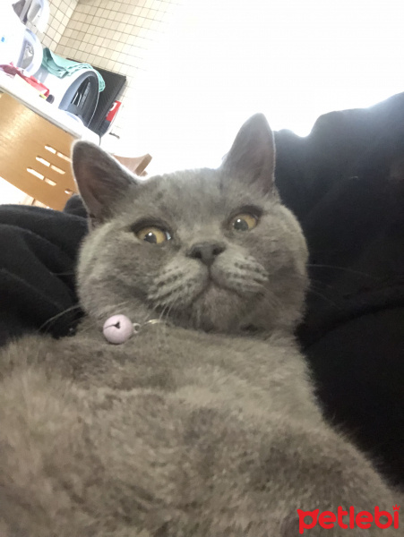 British Shorthair, Kedi  Lila fotoğrafı
