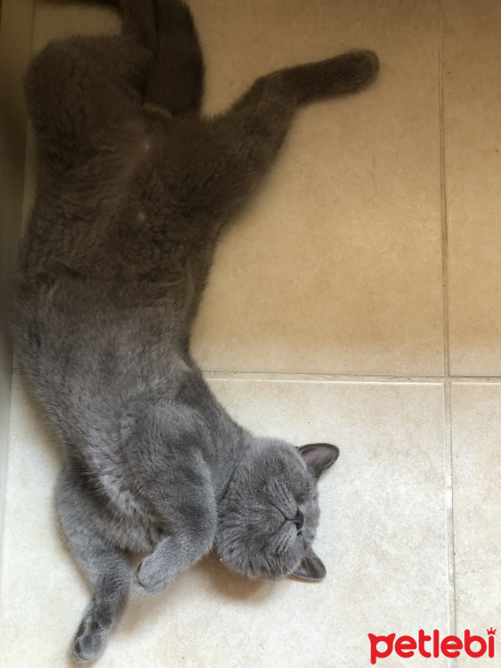 British Shorthair, Kedi  Lila fotoğrafı