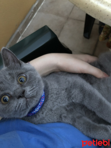British Shorthair, Kedi  Lila fotoğrafı