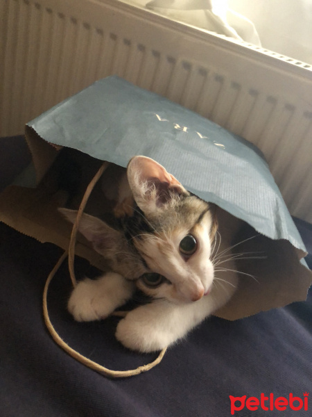Tekir Kedi, Kedi  Jülide fotoğrafı