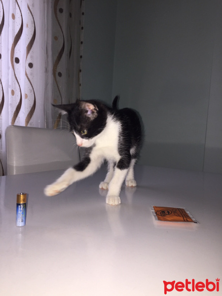 Tuxedo (Smokin) Kedi, Kedi  Zorro fotoğrafı