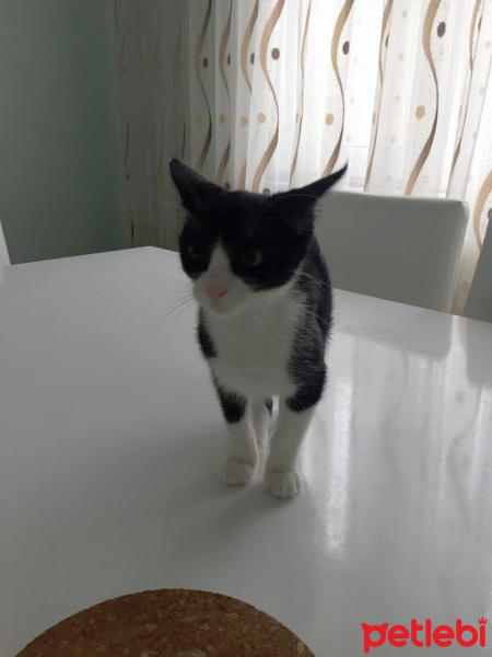Tuxedo (Smokin) Kedi, Kedi  Zorro fotoğrafı