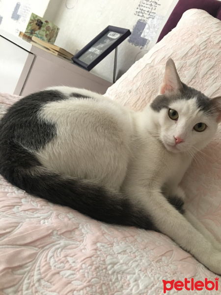 Tekir Kedi, Kedi  Boncuk fotoğrafı