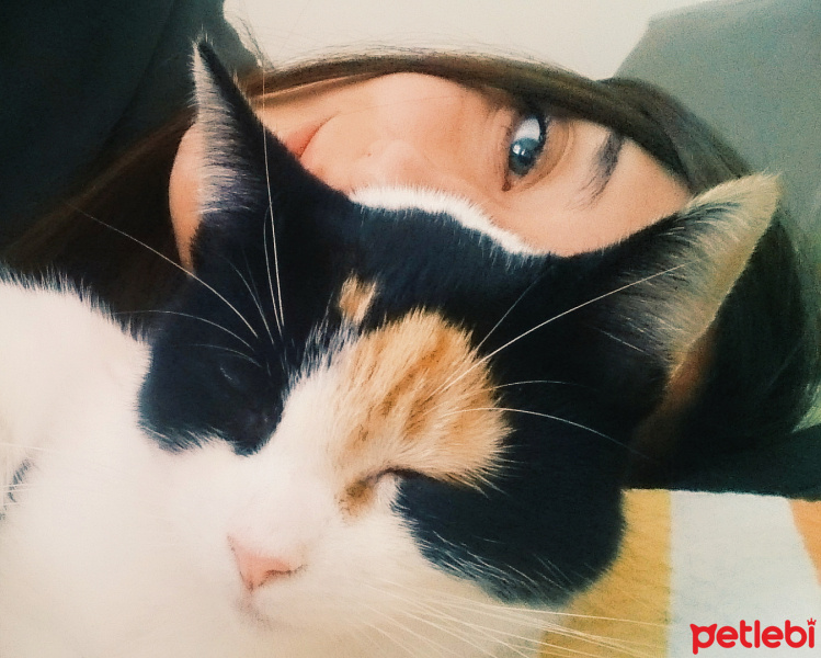 Tekir Kedi, Kedi  Şans fotoğrafı