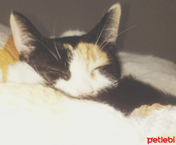 Tekir Kedi, Kedi  Şans fotoğrafı