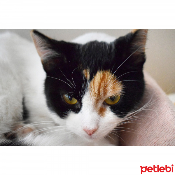 Tekir Kedi, Kedi  Şans fotoğrafı