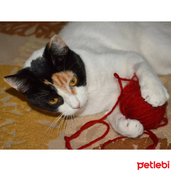 Tekir Kedi, Kedi  Şans fotoğrafı