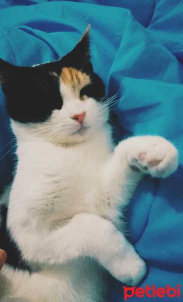 Tekir Kedi, Kedi  Şans fotoğrafı