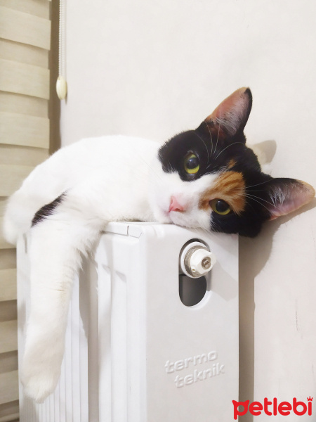 Tekir Kedi, Kedi  Şans fotoğrafı