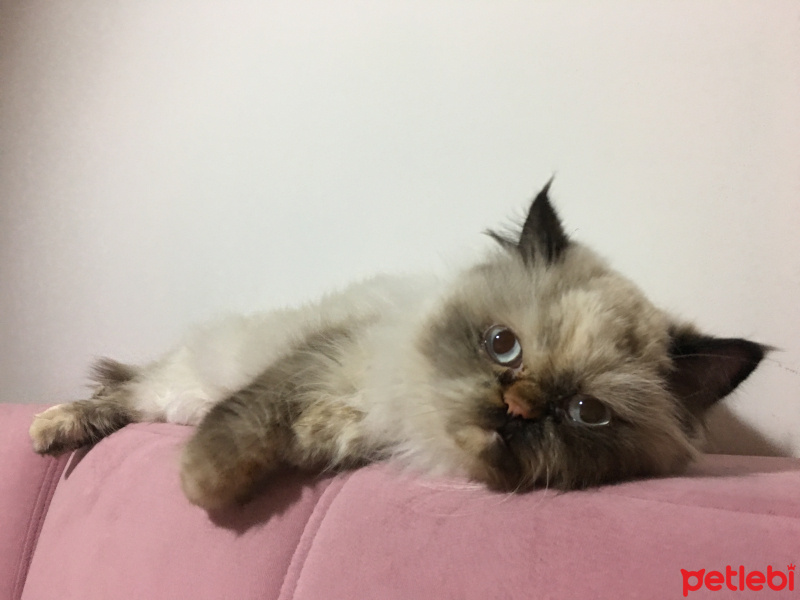 Himalayan, Kedi  Mira fotoğrafı