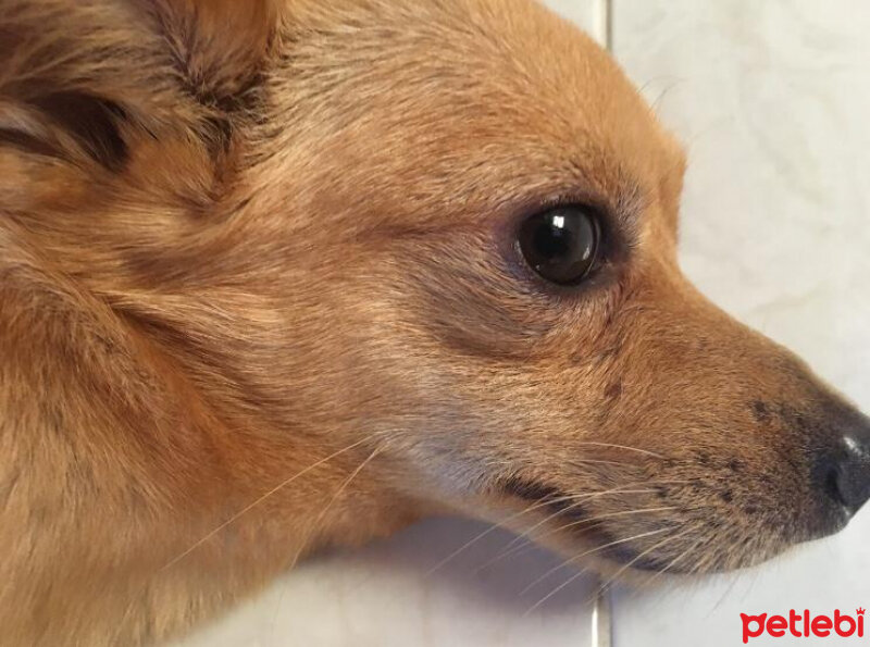 Chihuahua, Köpek  badem fotoğrafı