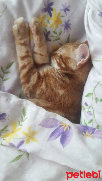 Sarman, Kedi  Alex fotoğrafı