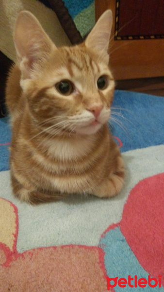Sarman, Kedi  Alex fotoğrafı