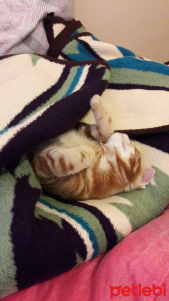 Sarman, Kedi  Alex fotoğrafı