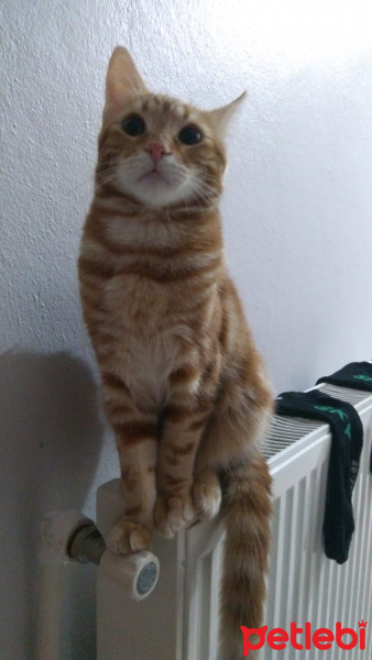Sarman, Kedi  Alex fotoğrafı