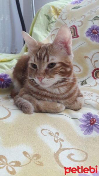 Sarman, Kedi  Alex fotoğrafı