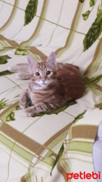 Sarman, Kedi  Alex fotoğrafı