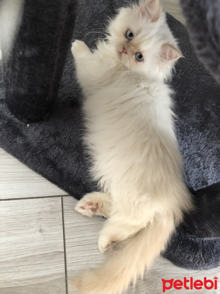 Ragdoll, Kedi  papi fotoğrafı