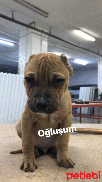 Amerikan Pitbull Terrier, Köpek  Pablo fotoğrafı