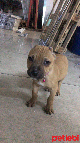 Amerikan Pitbull Terrier, Köpek  Pablo fotoğrafı