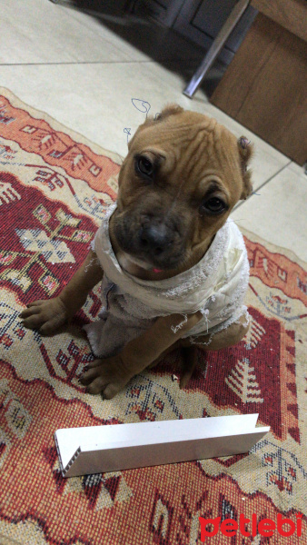 Amerikan Pitbull Terrier, Köpek  Pablo fotoğrafı