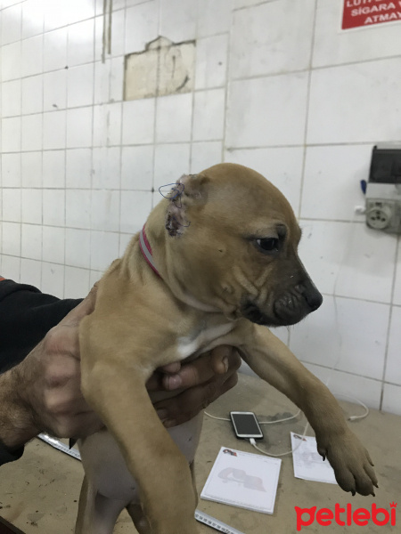 Amerikan Pitbull Terrier, Köpek  Pablo fotoğrafı
