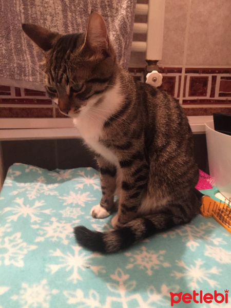 Tekir Kedi, Kedi  Coco (Koko) fotoğrafı