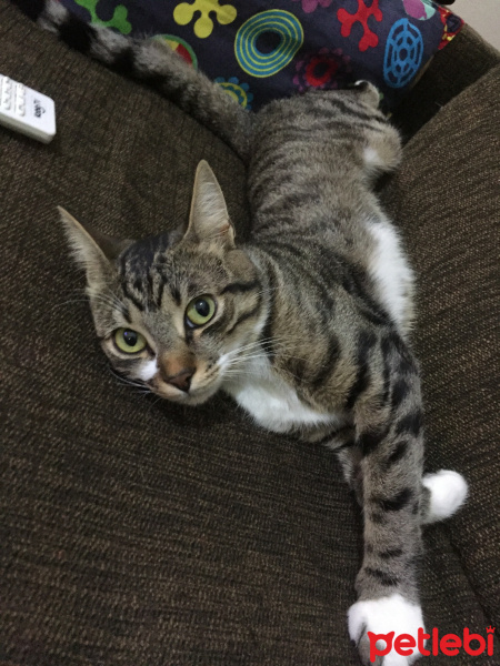 Tekir Kedi, Kedi  Coco (Koko) fotoğrafı