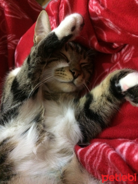Tekir Kedi, Kedi  Coco (Koko) fotoğrafı
