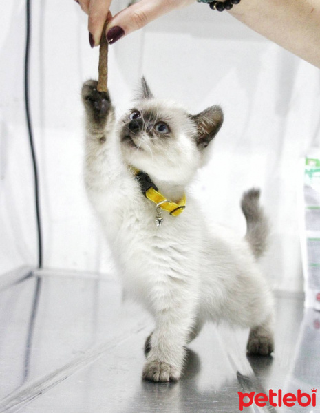 Siyam Kedisi, Kedi  Asuman fotoğrafı