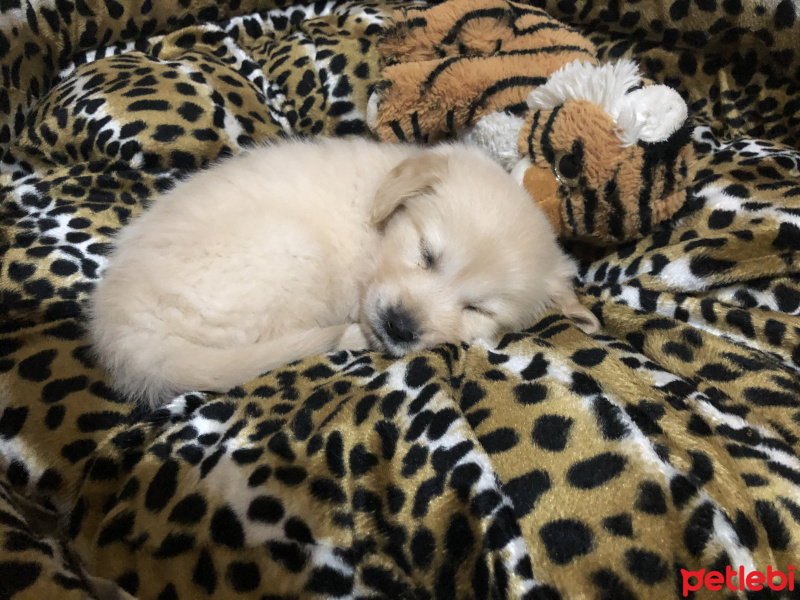 Golden Retriever, Köpek  Odin pars fotoğrafı