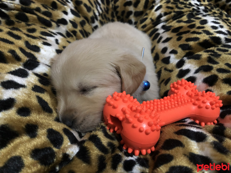 Golden Retriever, Köpek  Odin pars fotoğrafı