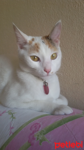 Tekir Kedi, Kedi  Umay fotoğrafı