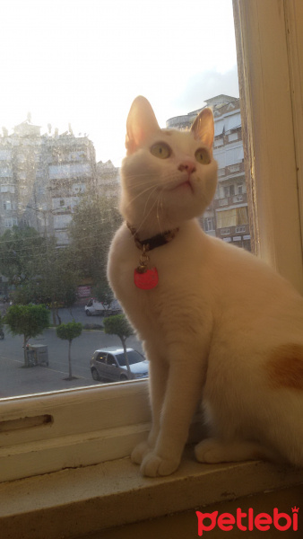 Tekir Kedi, Kedi  Umay fotoğrafı