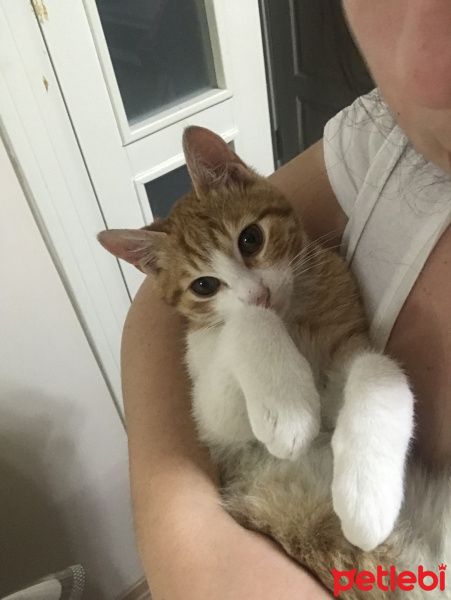 Sarman, Kedi  Balım fotoğrafı