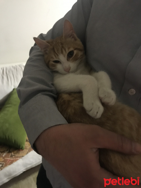Sarman, Kedi  Balım fotoğrafı