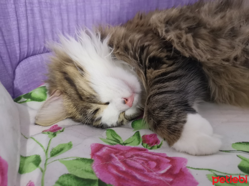 Norwegian Forest, Kedi  Pera fotoğrafı