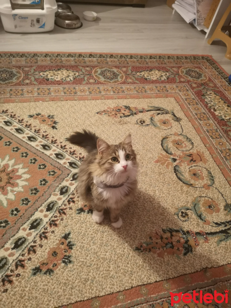 Norwegian Forest, Kedi  Pera fotoğrafı