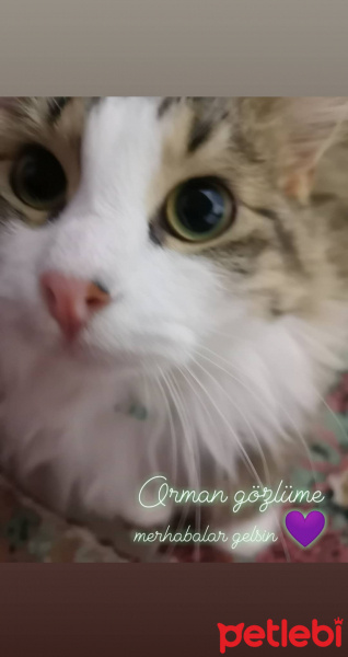 Norwegian Forest, Kedi  Pera fotoğrafı