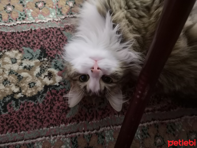 Norwegian Forest, Kedi  Pera fotoğrafı