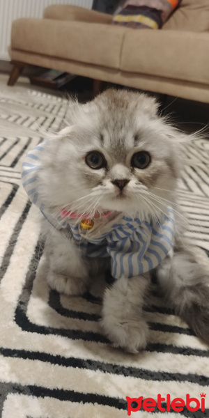 Chinchilla, Kedi  Paspas fotoğrafı