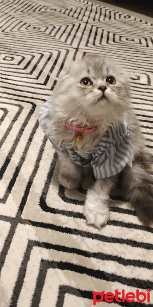 Chinchilla, Kedi  Paspas fotoğrafı