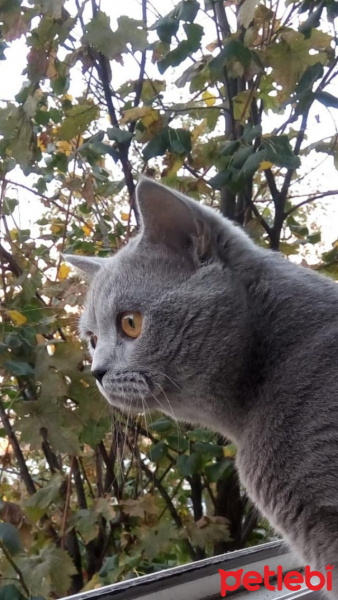 British Shorthair, Kedi  Çiko fotoğrafı