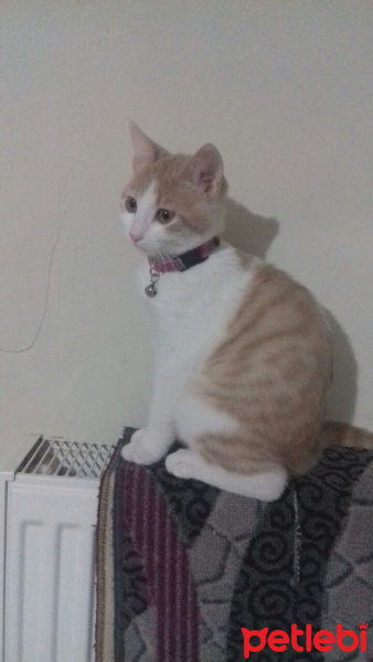 Tekir Kedi, Kedi  Portakal fotoğrafı